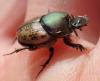 Onthophagus vacca